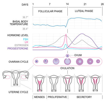 Menstrual-Cycle