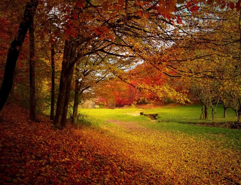 Chinese Diet Advise for Autumn