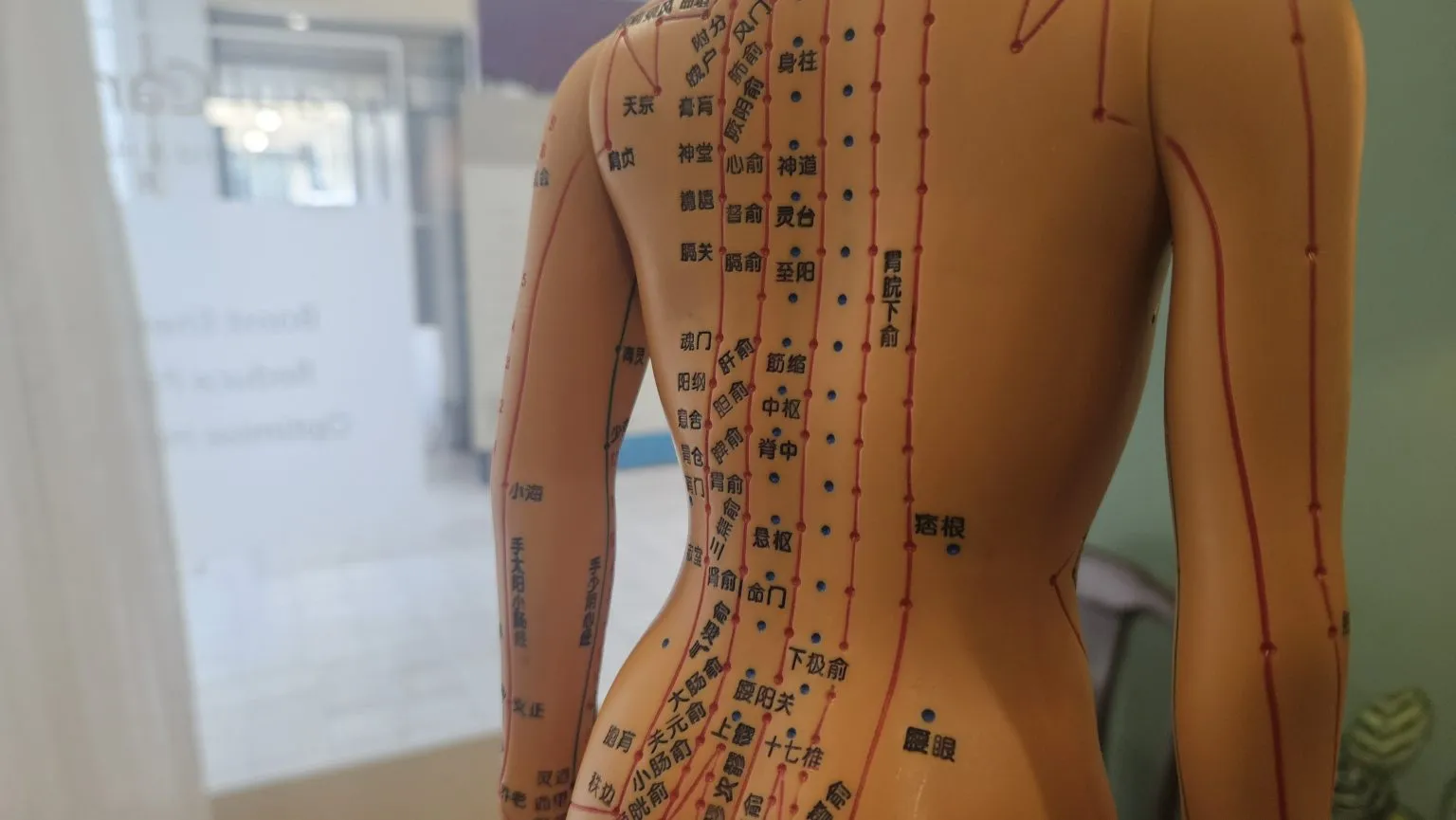 Back Pain Acupuncture Model Showing meridians of back