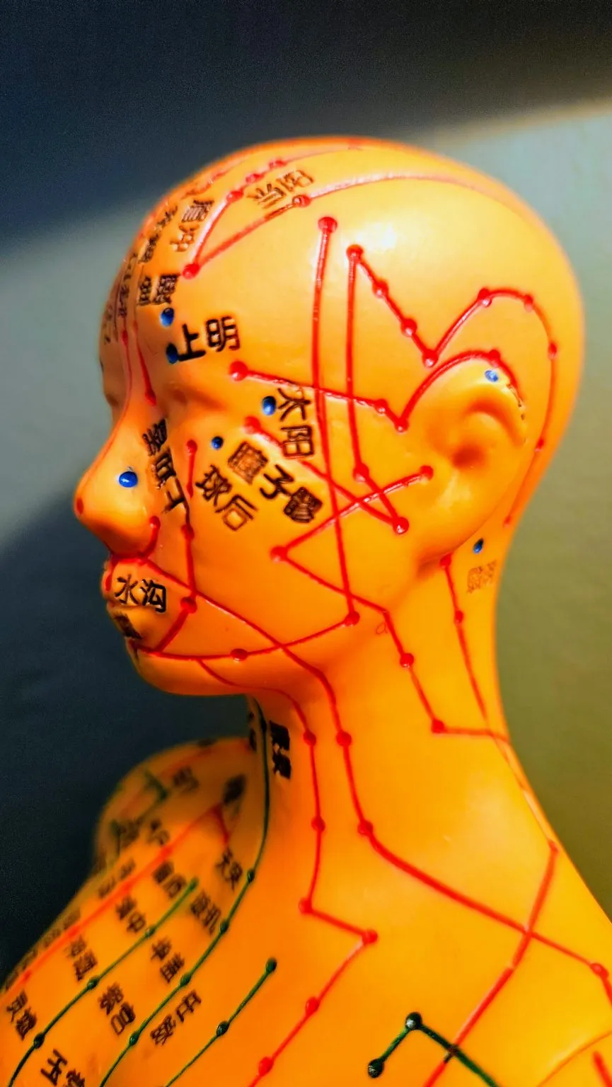 neck and head meridians on model. Taken in Hervey Bay clinic.